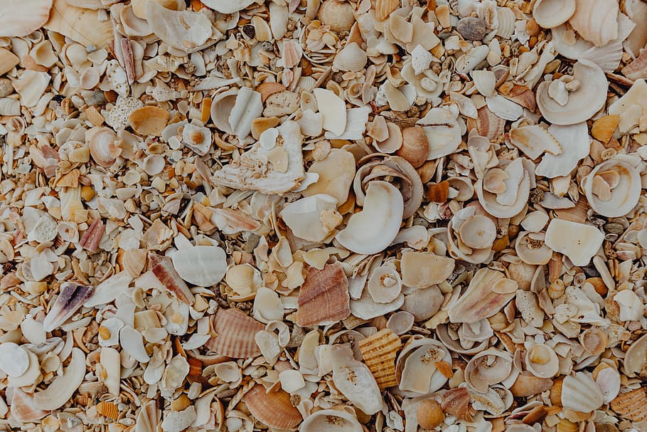 conchas do mar, praia, algarve, portugal, mar, verão, fundo, padrão, papel de parede, conchas