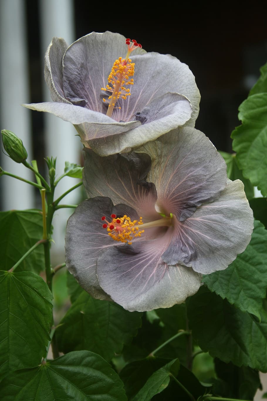 hibiscus, flower, tropical, exotic hibiscus, flowering plant, petal, beauty in nature, fragility, plant, vulnerability