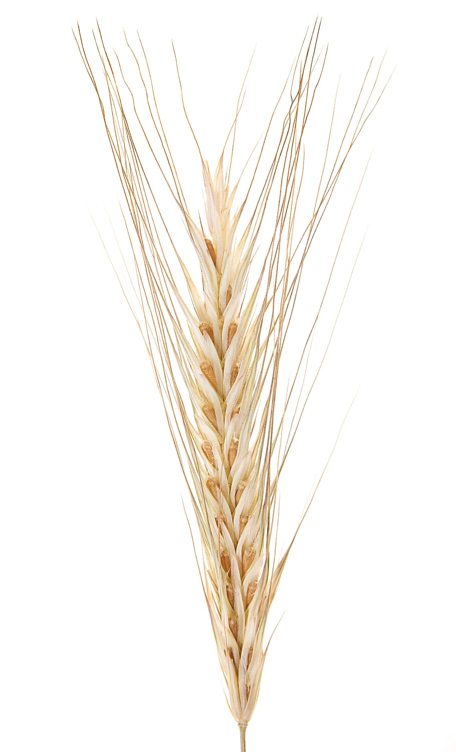 trigo branco, fundo branco, tiro do estúdio, close-up, colheita, plantar, planta de cereal, trigo, agricultura, ninguém