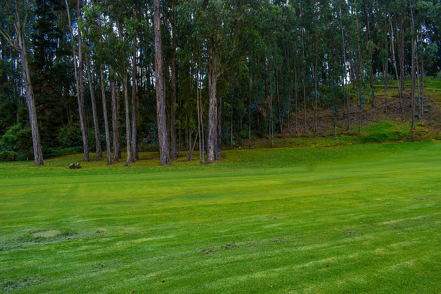 plain, lawn, green, grass, gardening, tree, plant, green color, land, forest