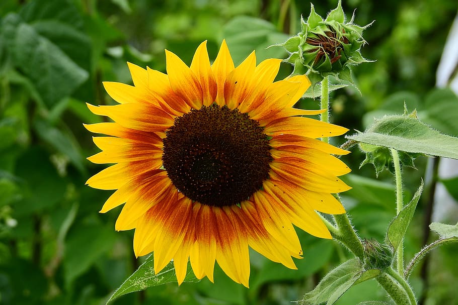 Sunflower. Природа семечка.