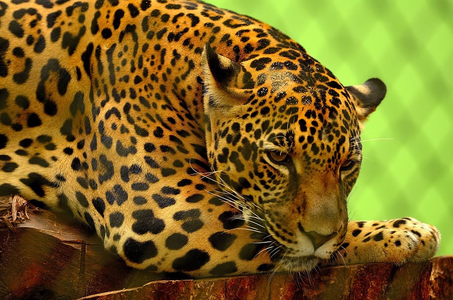 jaguar, wild, animal, nature, jungle, fierce, zoo, animal wildlife, one animal, animals in the wild