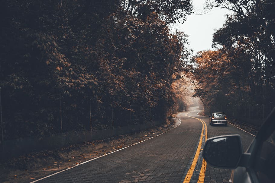 forest, car, street, road, highway, autumn, tree, transportation, plant, direction