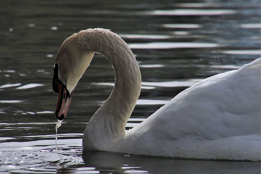 swan, wet, white, beautiful, the backlight, one, cygnus olor, plumage, swim, portrait