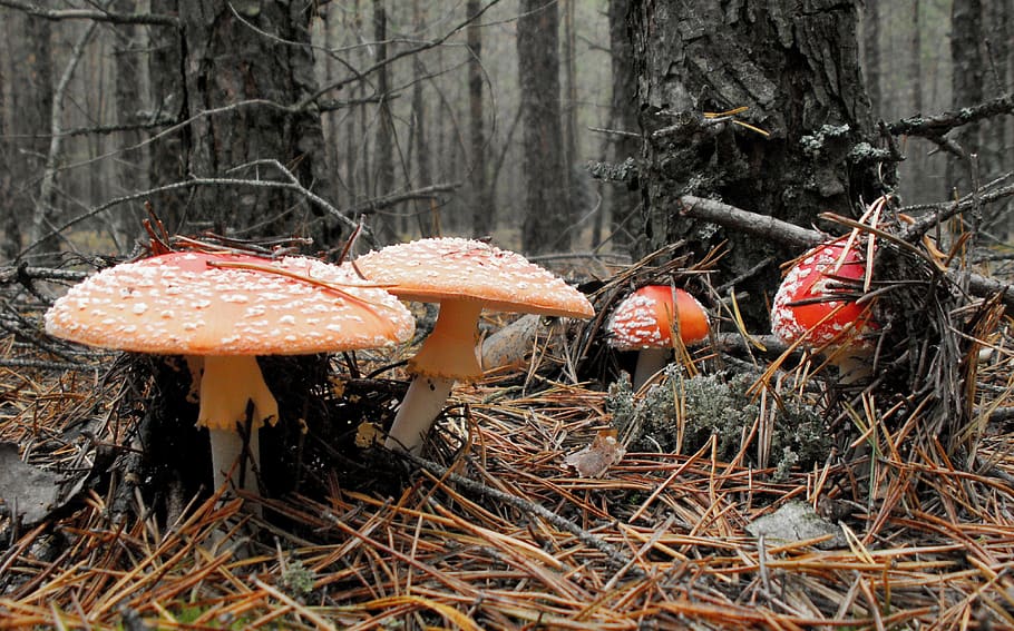 mushrooms, amanita, forest, poisonous mushrooms, fly agaric red, toxic, undergrowth, fungus, food, mushroom