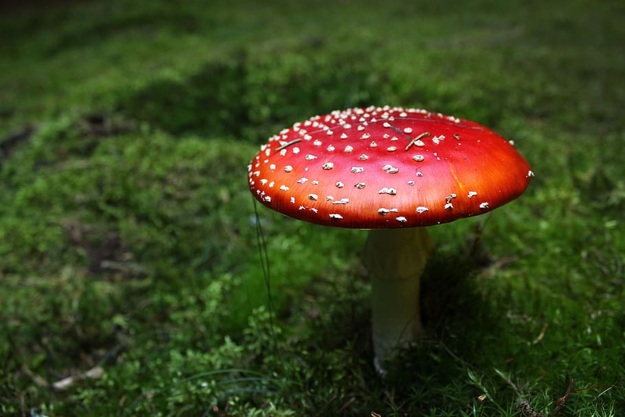fungus, forest, toadstool, nature, green, red, toxic, foodstuffs, moss, poison