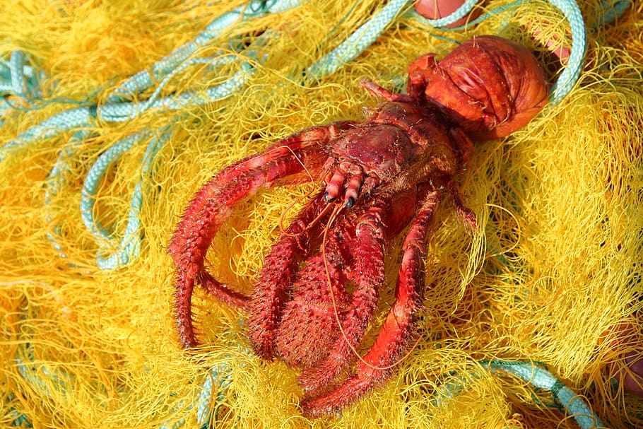 greece, crete, bycatch, by-catch, dead, discarded, lobster, crayfish, animal themes, wool