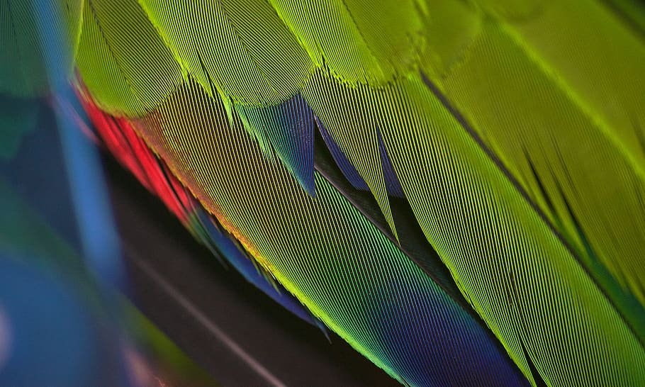 parrot, closeup, feathers, colourful, bird, nature, feather, animal, tropical, cockatoo