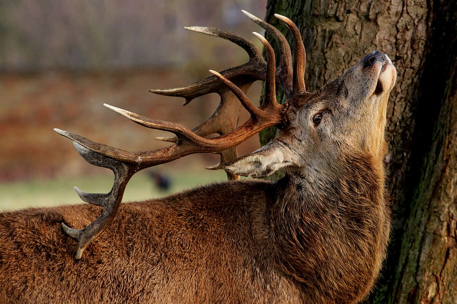 wildlife, nature, mammal, animal, deer, stag, red deer, london, winter, wild