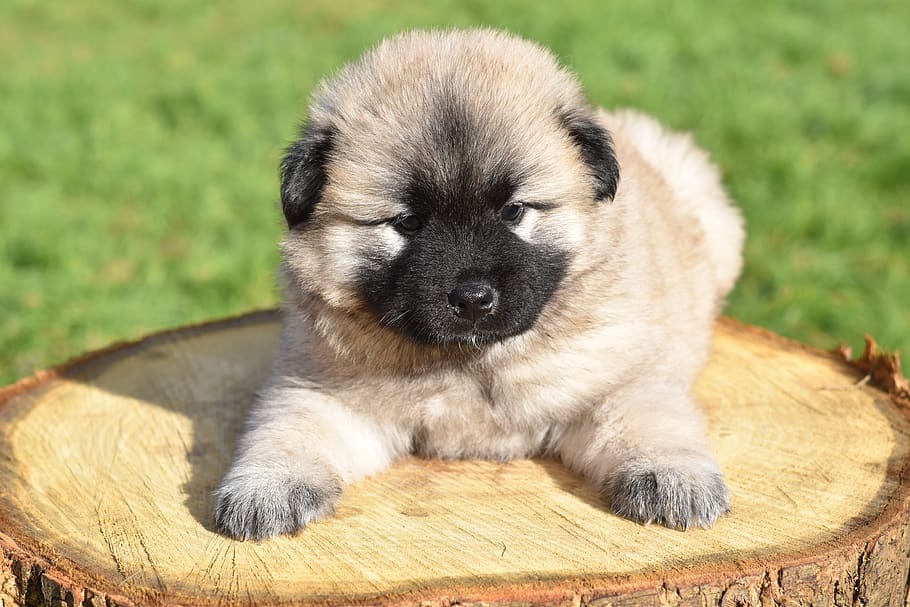 dog, bitch, pup, puppy, eurasier puppy, puppy female, doggy, adorable, breed eurasier, cute
