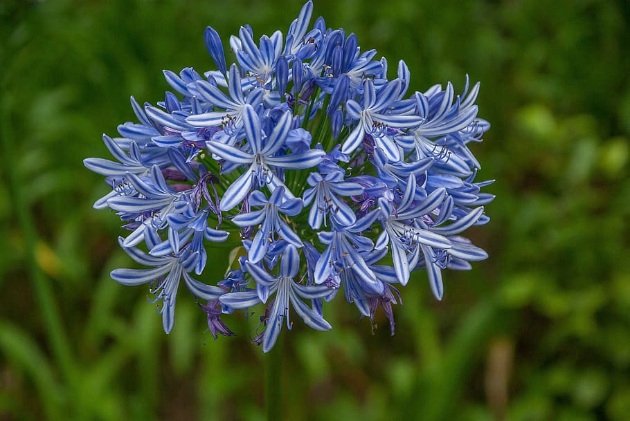 flor, agapanto, jardín, planta floreciendo, planta, vulnerabilidad, belleza  en la naturaleza, fragilidad, frescura, pétalo | Pxfuel