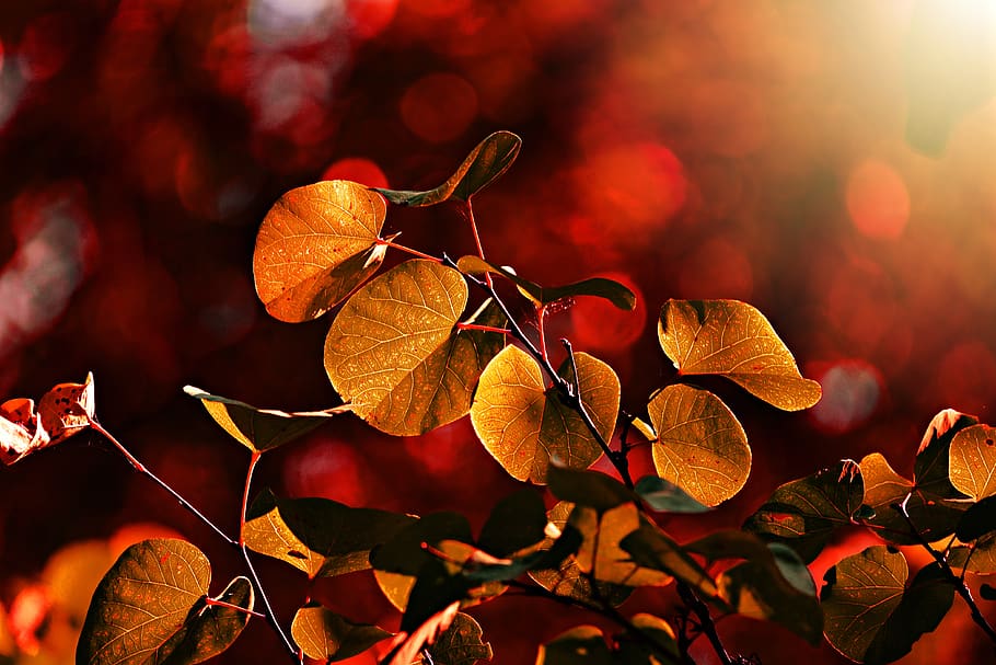 leaf, vein, pattern, twig, bush, foliage, autumn color, back light, sunlight, glow