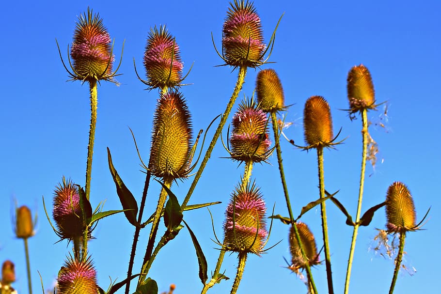 wild teasel, flower, plant, head, prickly, spine, herbaceous, biennial, dipsacus fullonum, sky