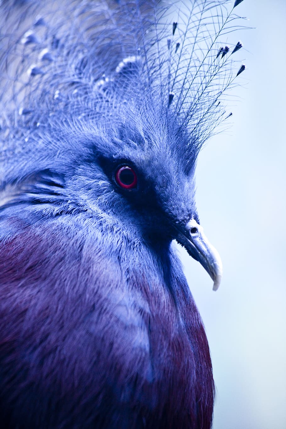 pájaro, paloma, goura, naturaleza, bolígrafo, plumas, hermosa, pico, animales, azul