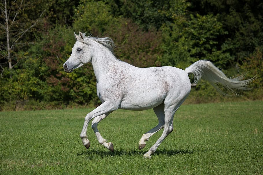 caballo, corriendo, blanco, pasto, corral, equino, animal, al aire libre, retrato, ecuestre
