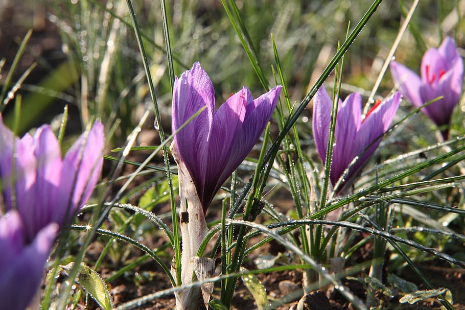 flower, saffron, crocus, sativus, flowering plant, plant, purple, vulnerability, beauty in nature, freshness