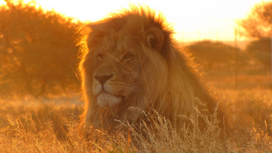 singa, afrika, hewan, predator, jantan, surai, safari, raungan, satwa liar hewan, tema hewan