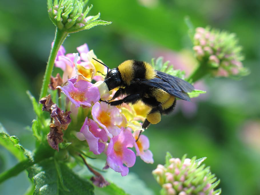 bumblebee, bees, poly, honey, flower, pollen, flowers, beekeeping, nature, insect