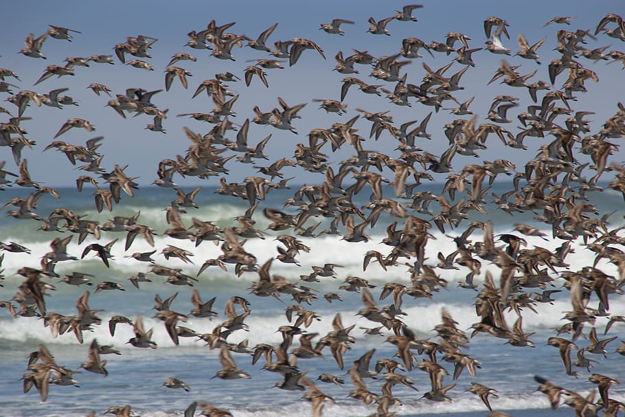 birds, swarm, sea, island, waterfowl, flying, formation, usa, flock of birds, water