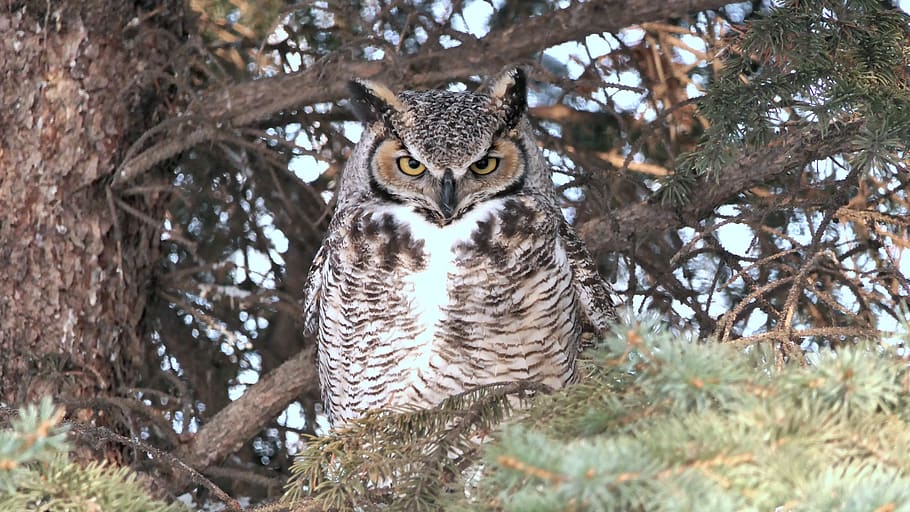owl, great horned, nature, wildlife, raptor, nocturnal, perched, predator, bird, outdoors