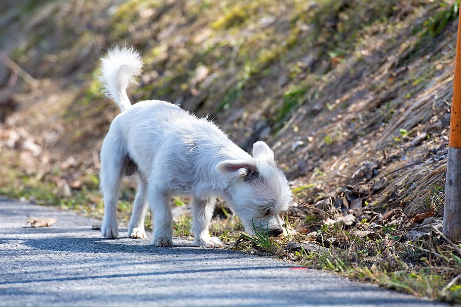 perro, blanco, olfatear, oler, explorar, fuera, naturaleza, pequeño, perro pequeño, híbrido
