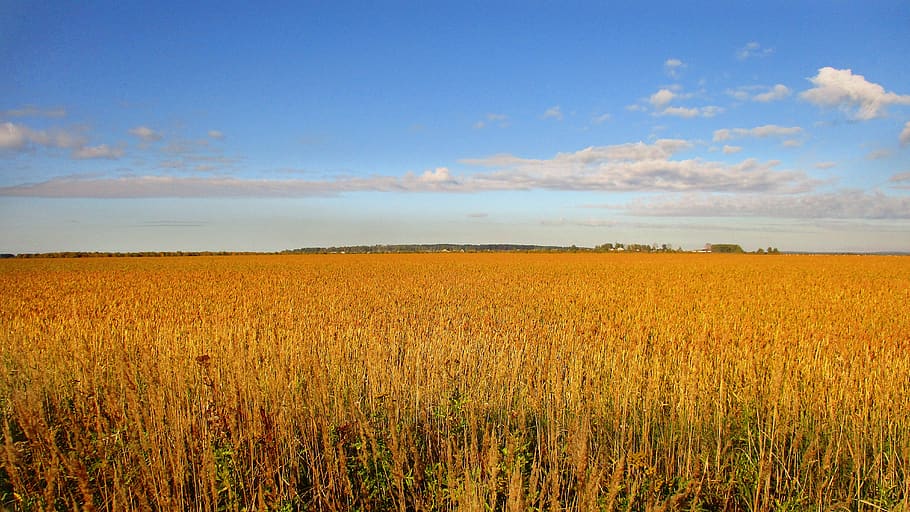 rye, wheat, kolos, spikes, sky, field, arable land, plowing, winter, golden