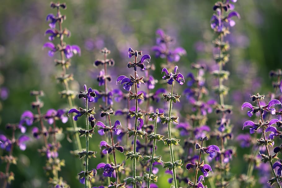 meadow sage, salvia pratensis, flower, blue, violet, green, colorful, meadow, backlight, outdoor