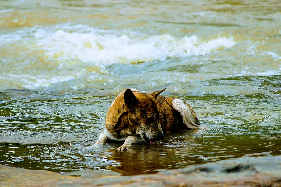 жаждущие, собака, вода, животное, жара, лето, голод, пить, фонтан, жажда