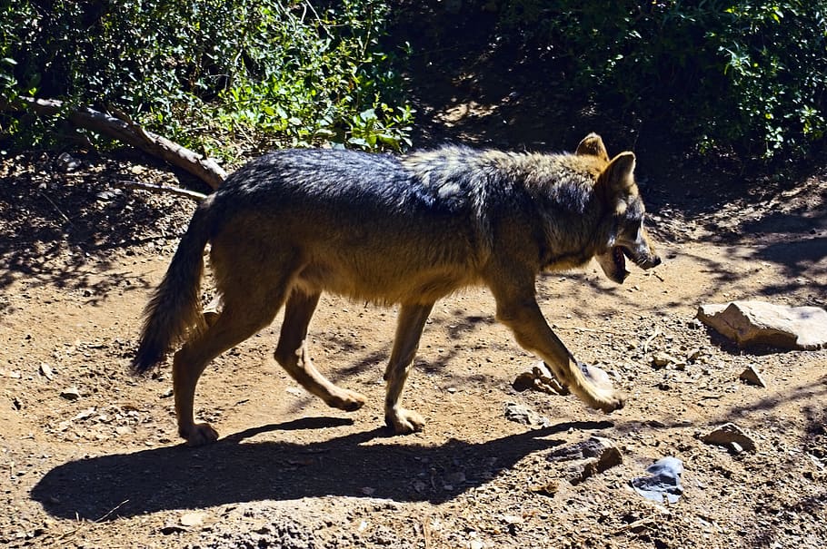 mexican grey wolf, arizona-sonora desert museum, tucson, arizona, desert, grey, wolf, dry, nature, lobo