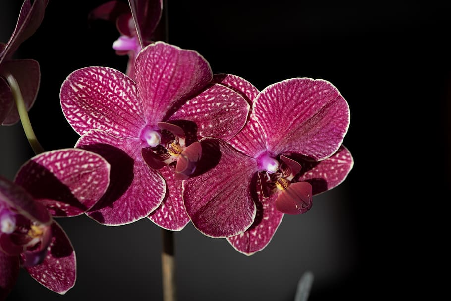 orchid, pink, purple, flower, flowers, plant, close up, houseplant, bloom, tropical