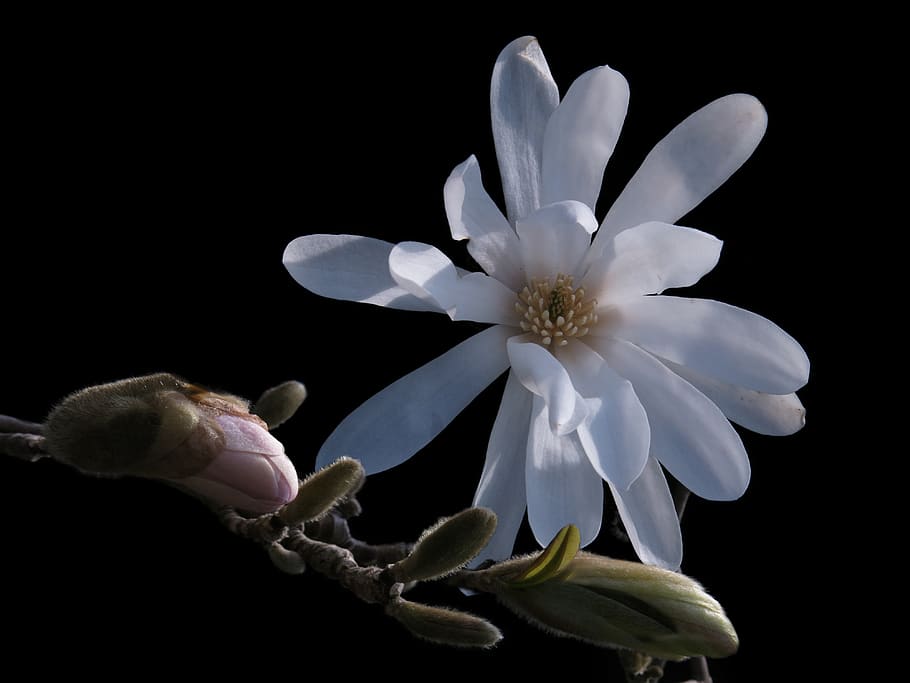 magnolia, star magnolia, white flower, flower, spring, plant, frühlingsblüher, branch, star magnolie, bud