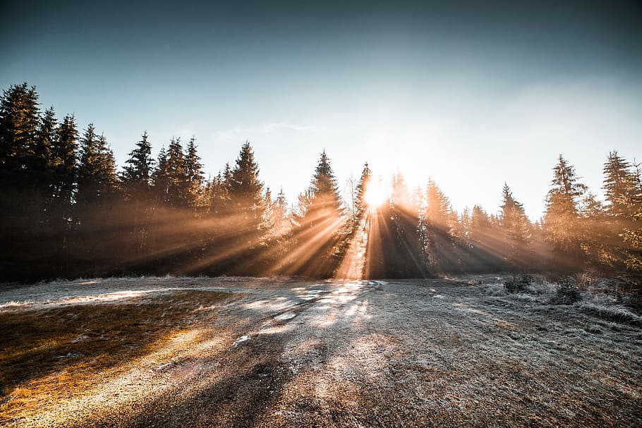 frozen, morning, winter forest, cold, forest, frost, hoarfrost, nature, sun rays, sunbeams
