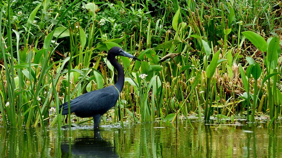 bayou, bird, louisiana, nature, marsh, wild, pen, wing, reflection, fisherman