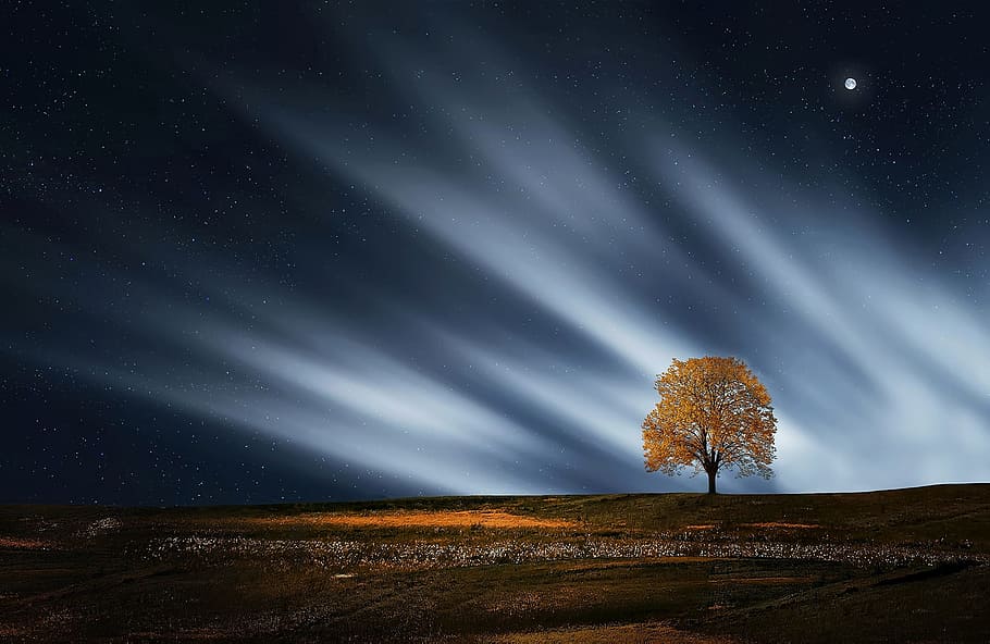 star, night, amazing, view, nature, landscape, green, lonely, tree, sky