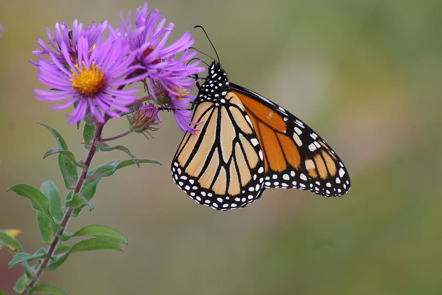 mariposa, monarca, aster, thompson, bloom, insecto, alas, macro, colorido, néctar