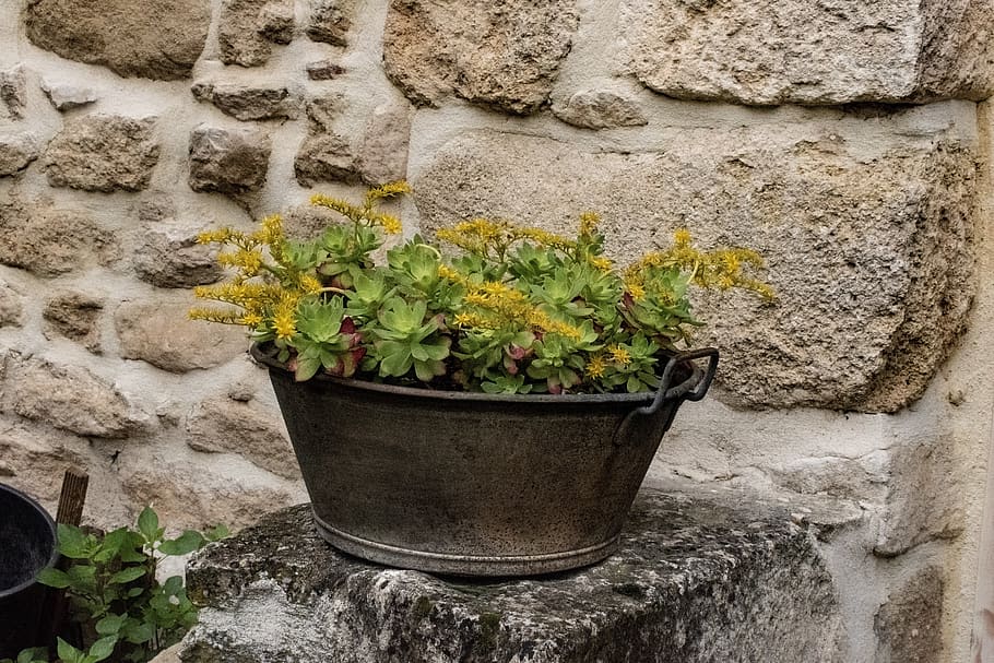 garden decor, potted plant, greenery, cobbled wall, flowers, botanic, botany, provence, southern france, south of france