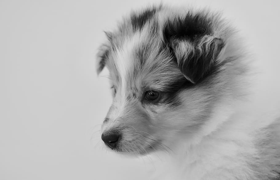 cachorro, perra, perra joven, perro pastor de shetland, retrato en blanco y negro, perro pastor de shetland merle azul, princesa azul, canino animal, Mascotas, un animal