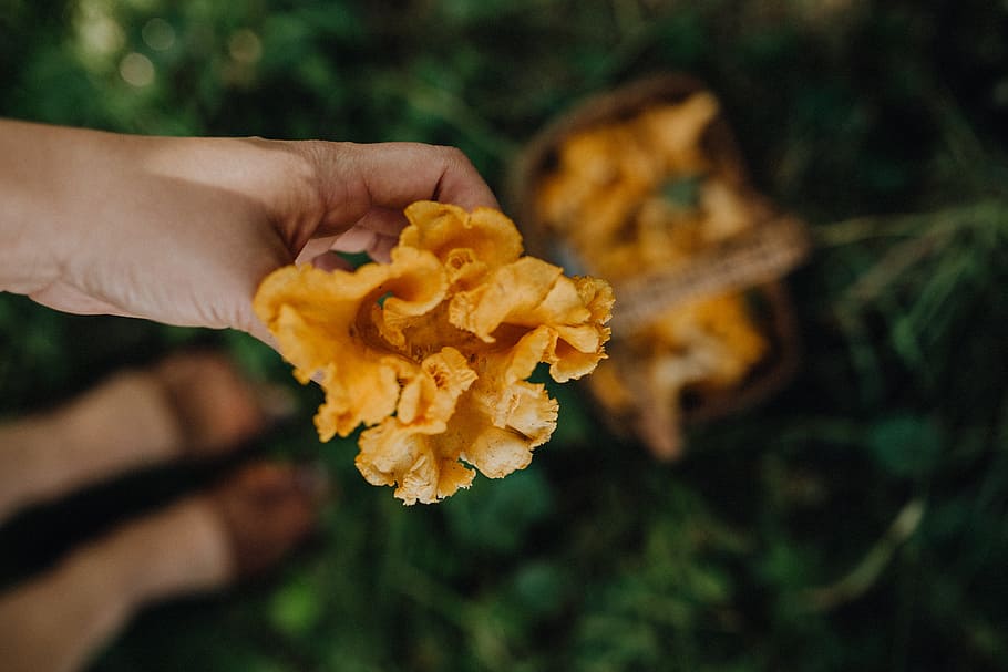 memetik, jamur chantarelle, kayu, chantarelle, jamur, jamur yang dapat dimakan, jamur kuning, musim gugur, tangan, tangan manusia