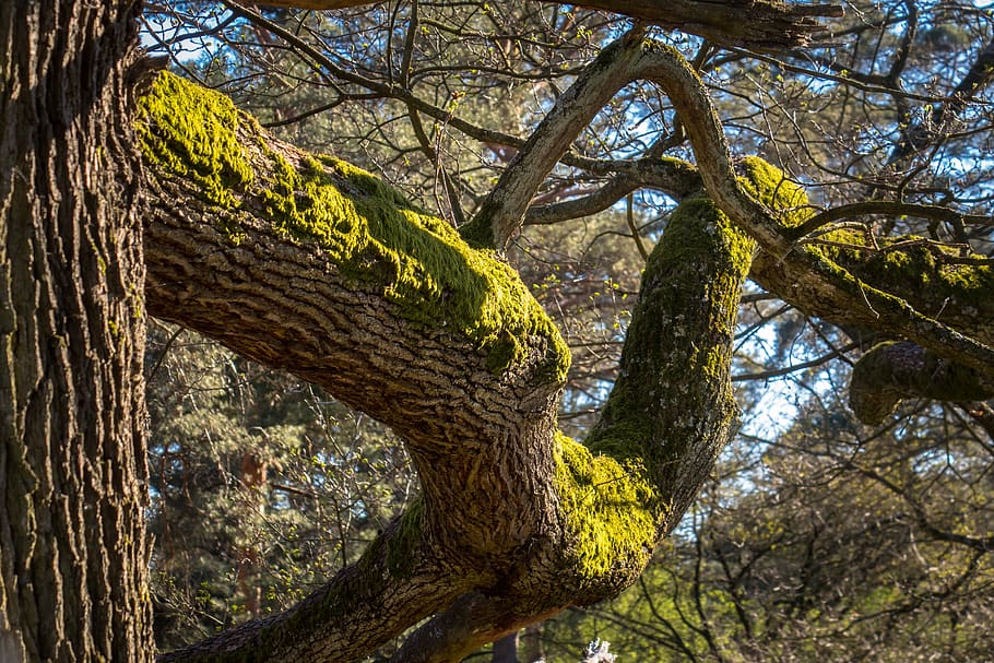 oak, moss, tree, bark, gnarled, tree bark, overgrown, fouling, log, branch