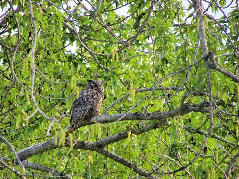 great horned owl, owl, horned, great, bird, tree, branch, gray, big, nature