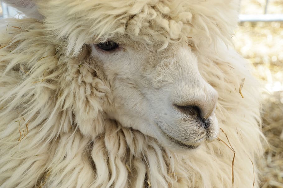 alpaca, animal, mammal, domestic, vicugna pacos, camelids, alpaca wool, big sheep, production of wool, domestic animals