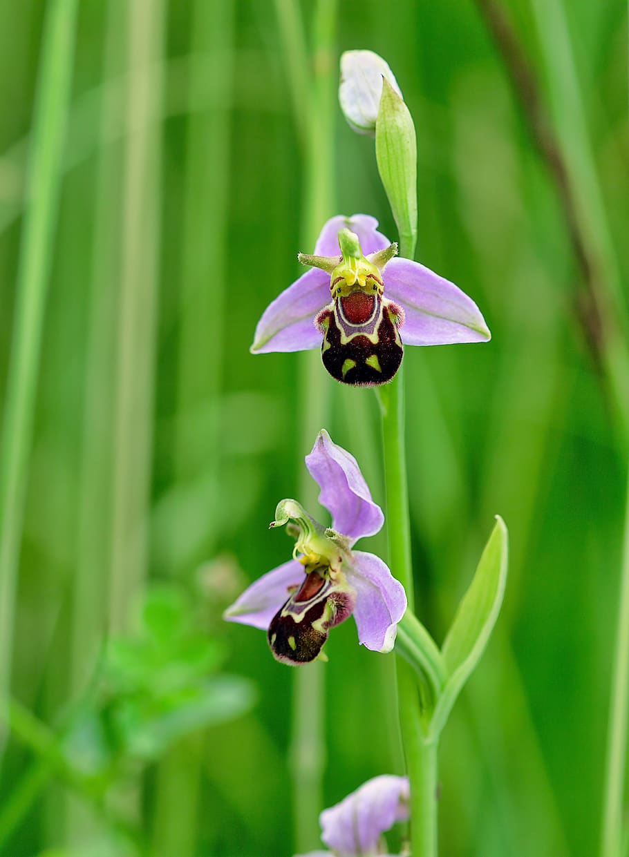 bee-orchid, wildflower, flora, plant, ophrys, botany, species, nature, pink, purple
