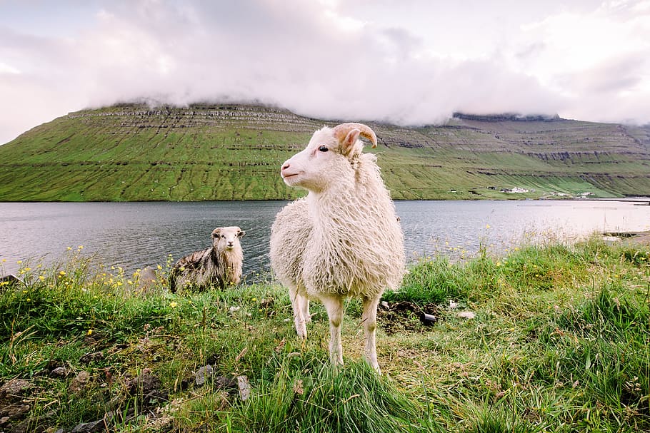 faroe islands, sheep, hills, natural, landscape, mountains, expensive, mountain side, wool, water