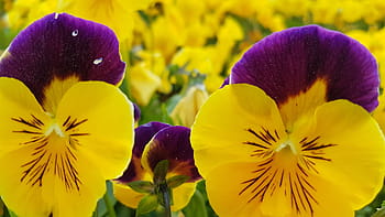 Royalty-free pansy photos free download | Pxfuel