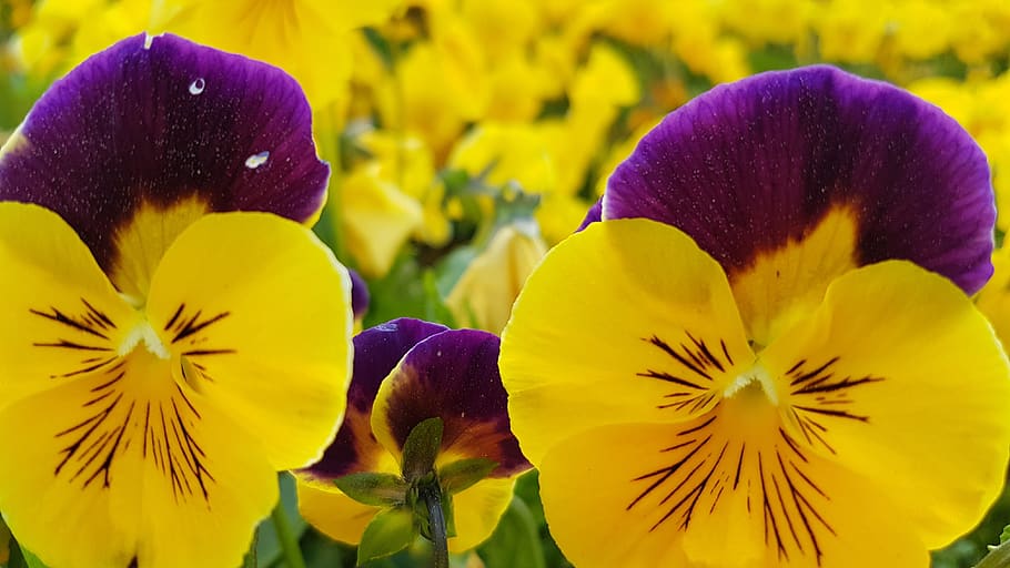 viola, violet, pansy, flowers, yellow flowers, park, nature, flowering plant, flower, plant