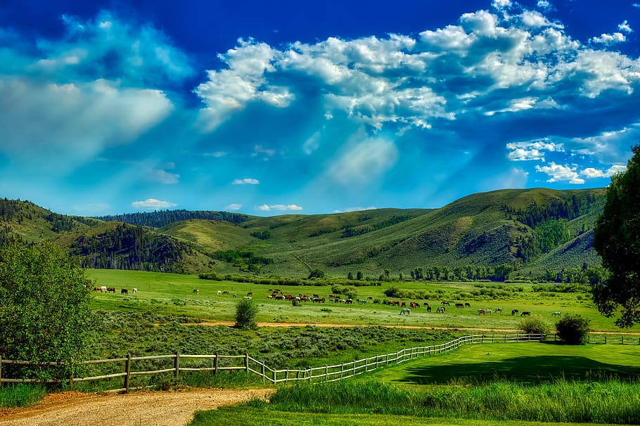 wyoming, ranch, farm, america, landscape, scenic, horses, sky, clouds, nature