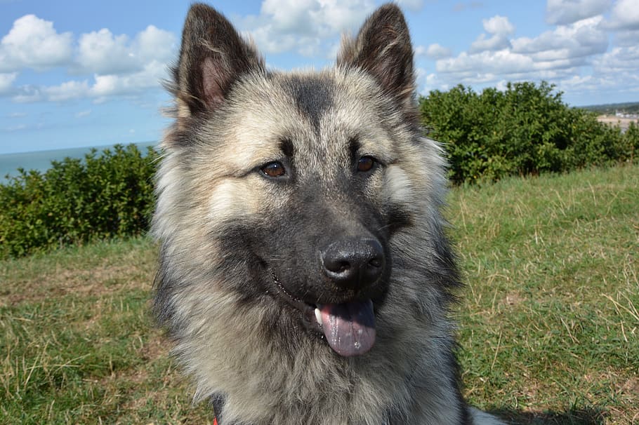 dog, bitch dog eurasier, portrait, the head of a dog eurasier, mammal, canine, animal, cute, nature, eurasier