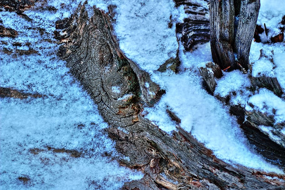 Дуб каменный зимой. Snow редактор. Winter roots.