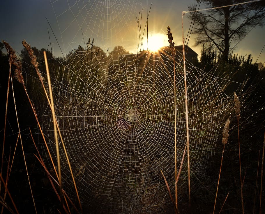 spiderweb, labah-labah, perangkap, keruwetan, sarang laba-laba, alam, di luar ruangan, arakhnida, jaring, gelap
