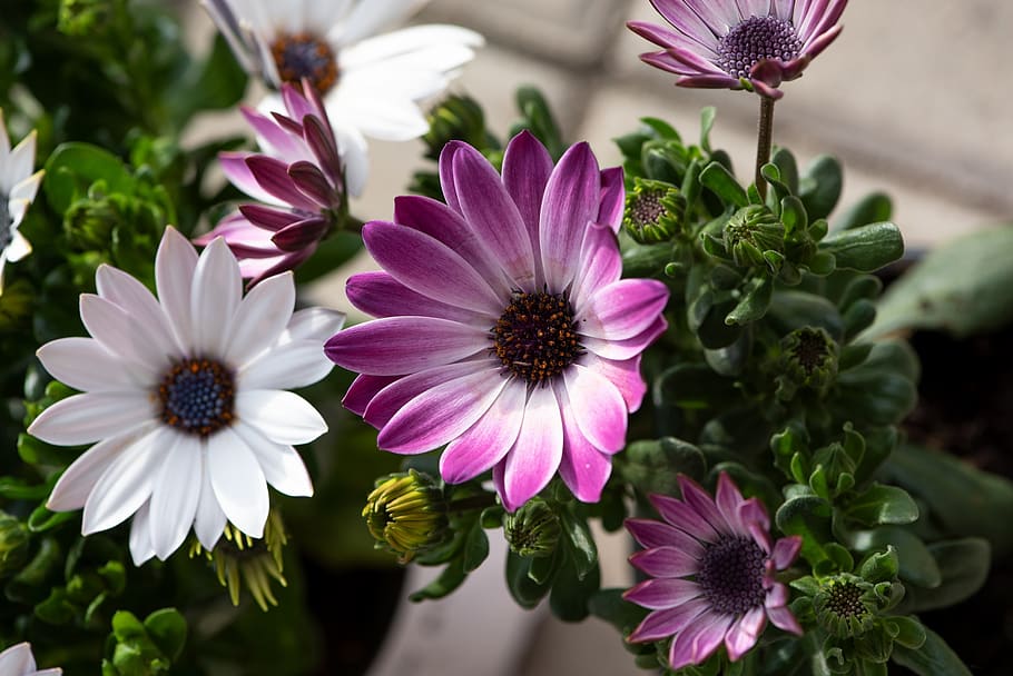 cape daisies, flowers, white, purple, pink, plant, garden, in the garden, flora, spring